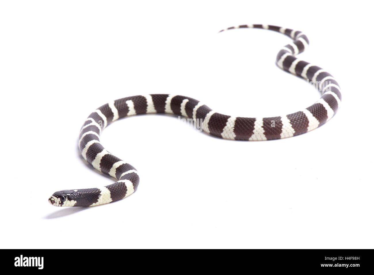 California Kingsnake, Lampropeltis getula californiae, United States Stock Photo