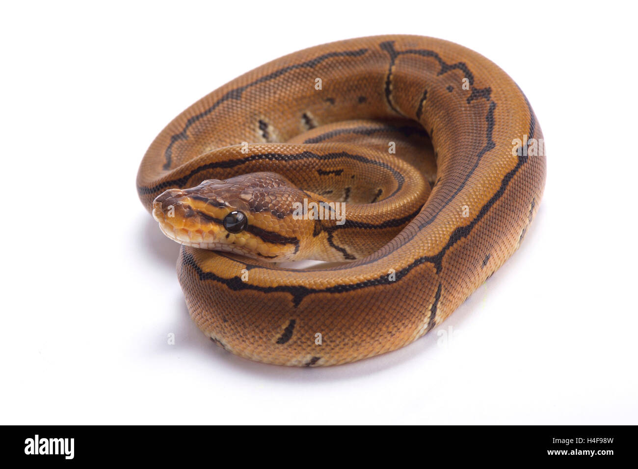 Ball python,Python regius, pinstripe Stock Photo