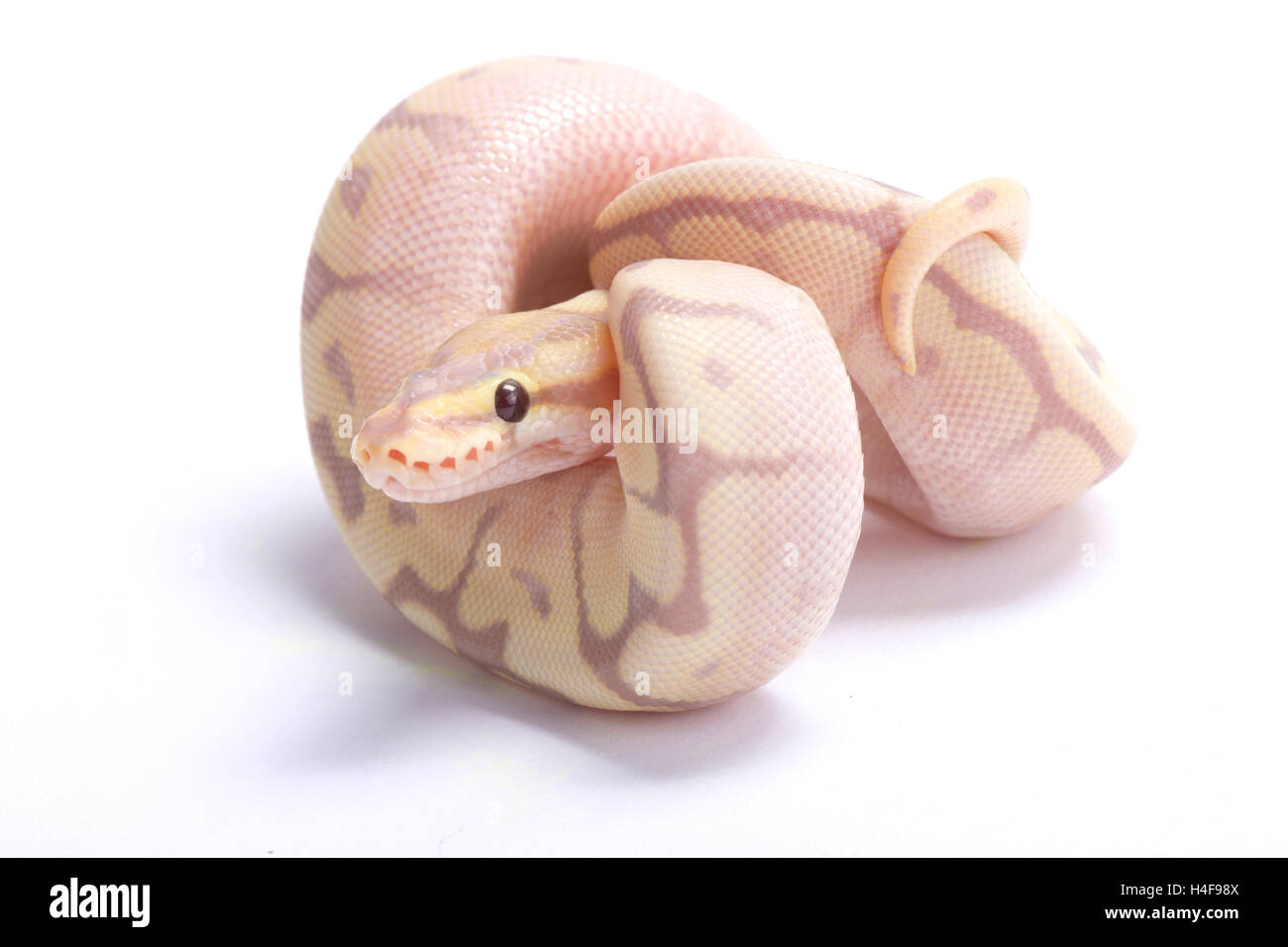 Ball python,Python regius, Stock Photo