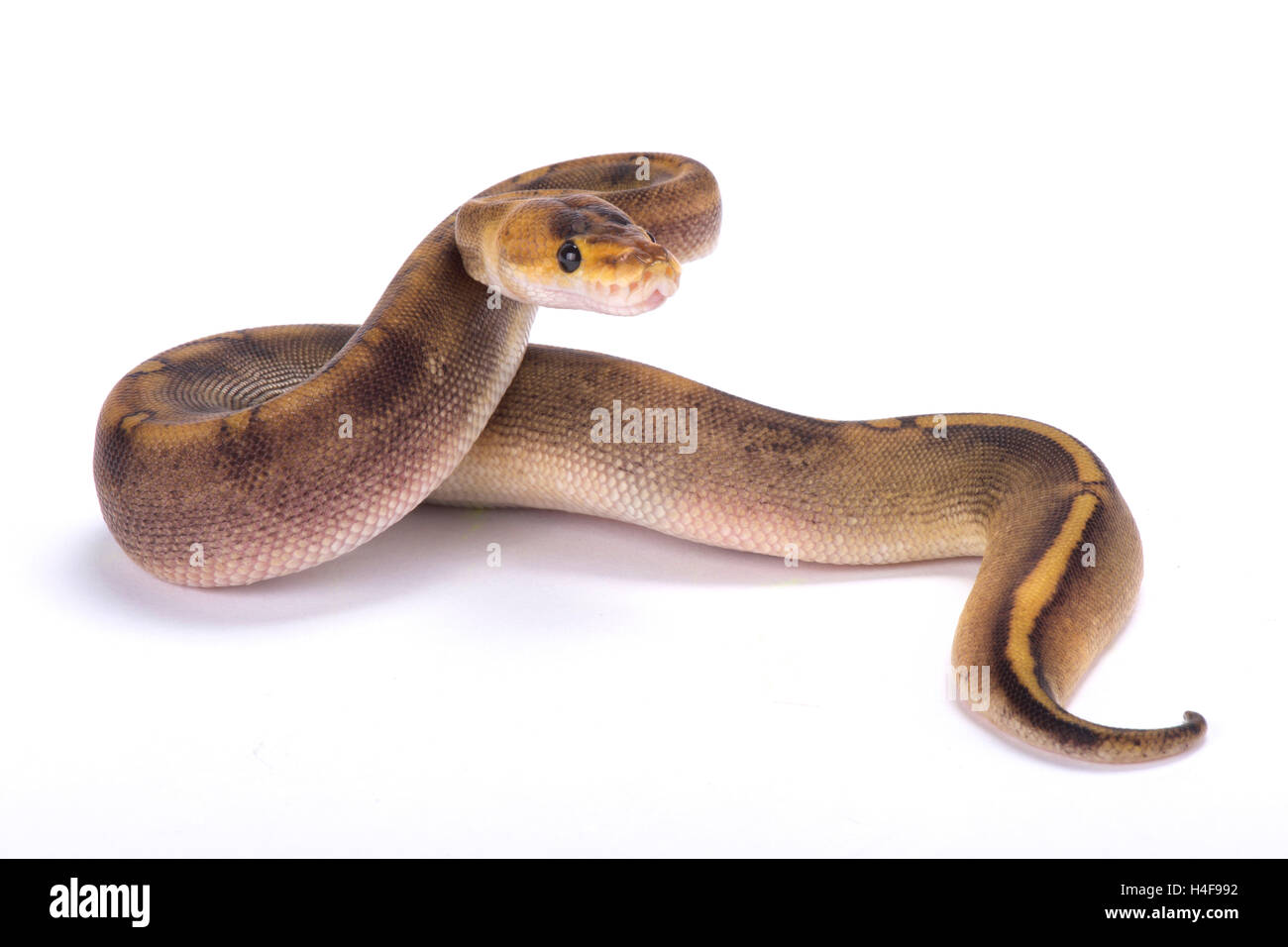 Ball python,Python regius, Stock Photo