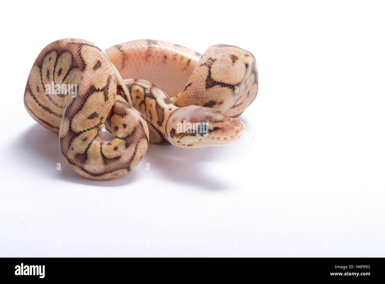 Ball python,Python regius, Stock Photo