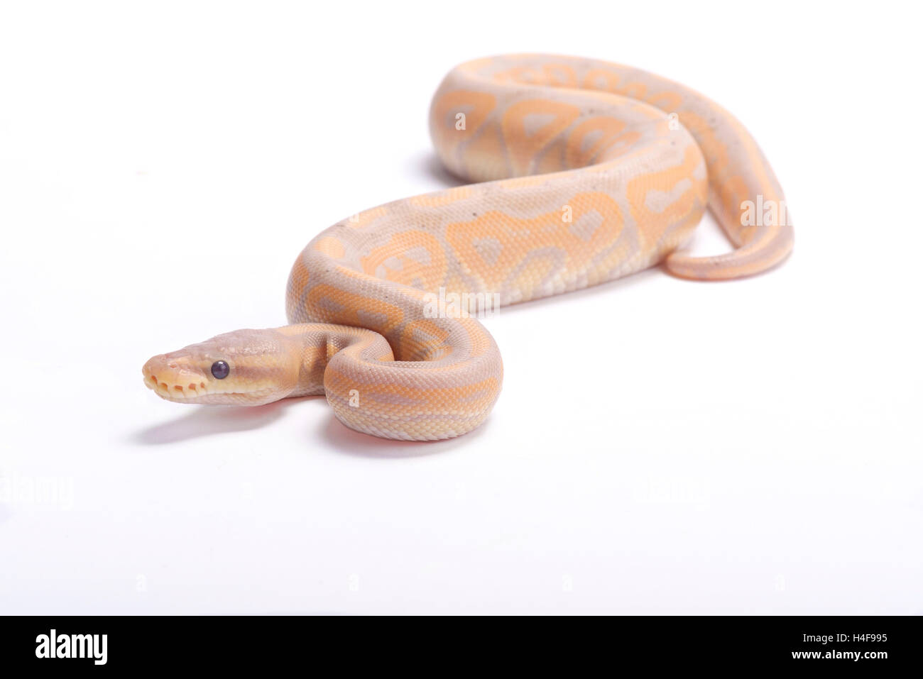 Ball python,Python regius, pastel Stock Photo