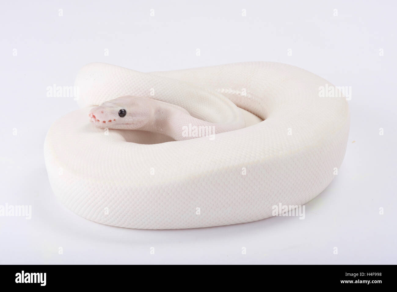 Ball python,Python regius, leucistic Stock Photo