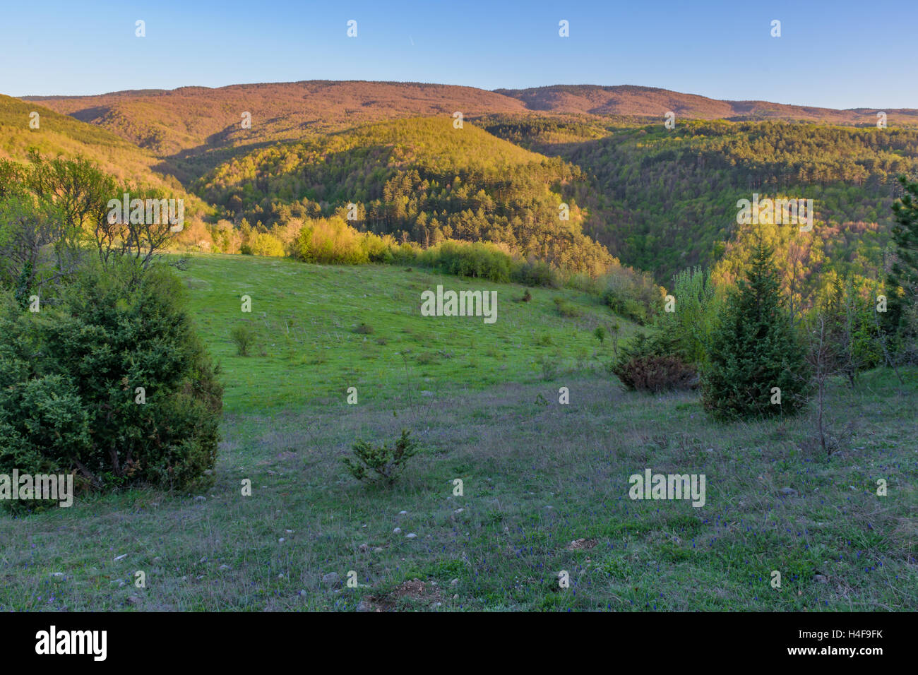 Meadow and forest. Stock Photo