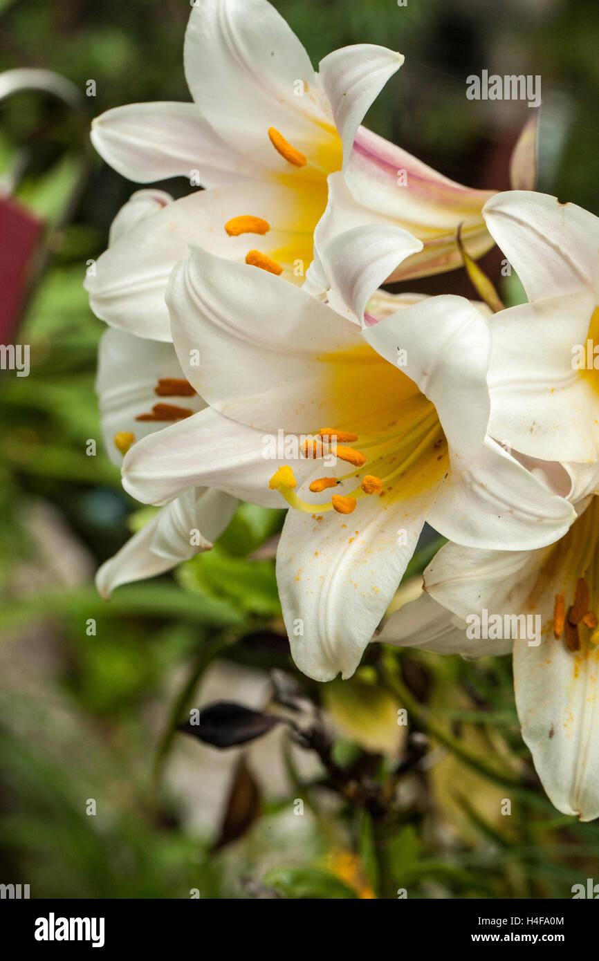 Lilium regale Stock Photo