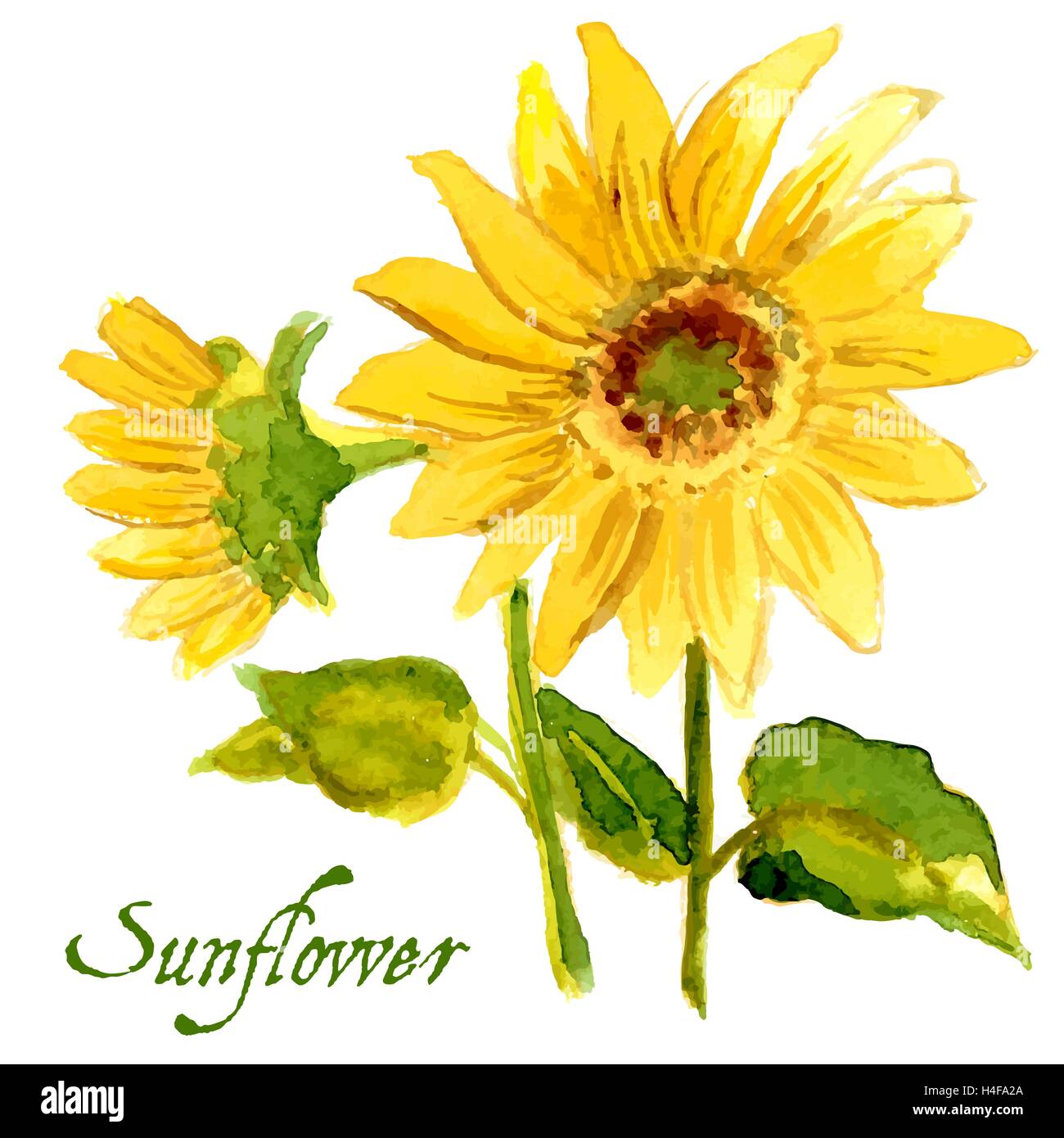 The composition of yellow sunflower painted in watercolor Stock Vector ...