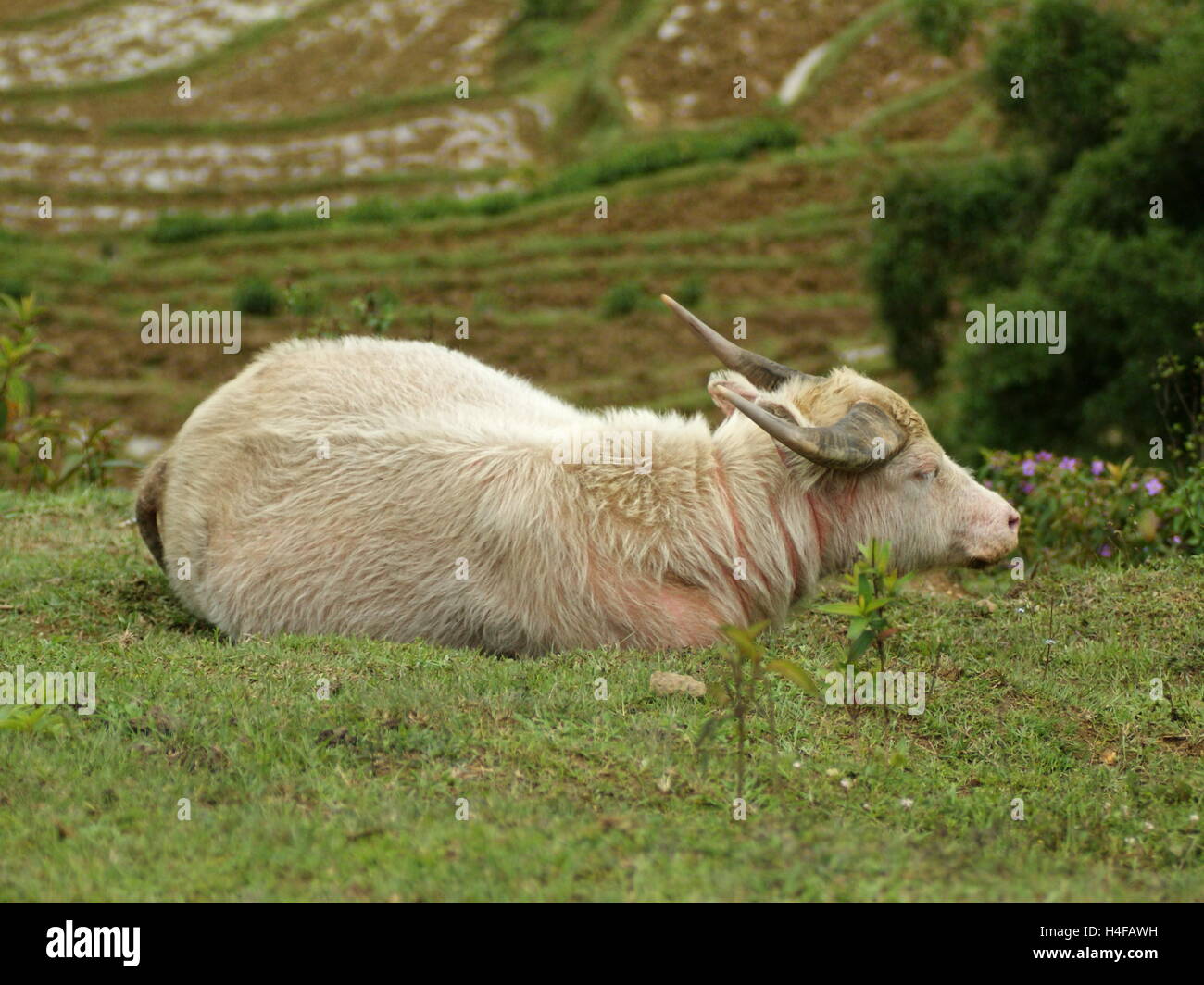 White water buffalo (Bubalus bubalis) overlooking terraced fields. Sapa, Vietnam, Lao Cai Province, Asia Stock Photo