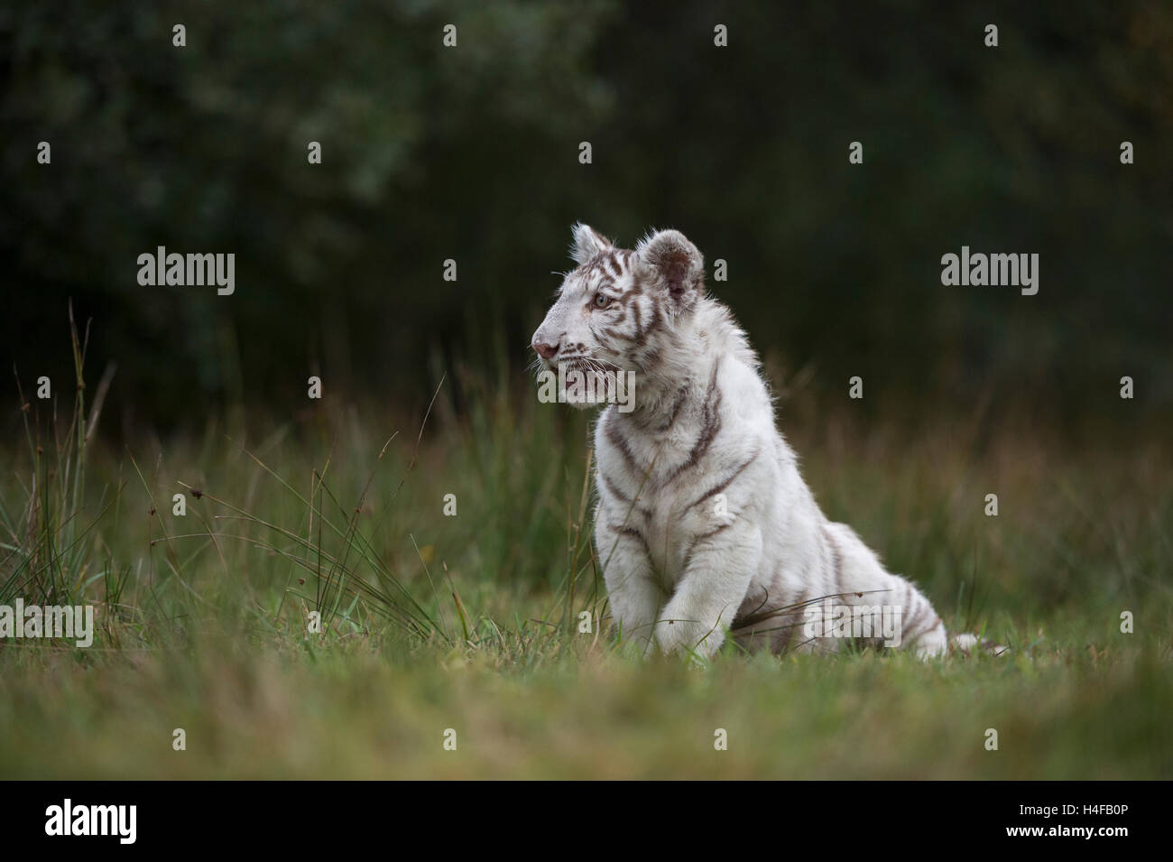 Royal Bengal Tiger ( Panthera tigris ), white morph, sitting in grass, on a small clearing, close to the edge of a forest. Stock Photo