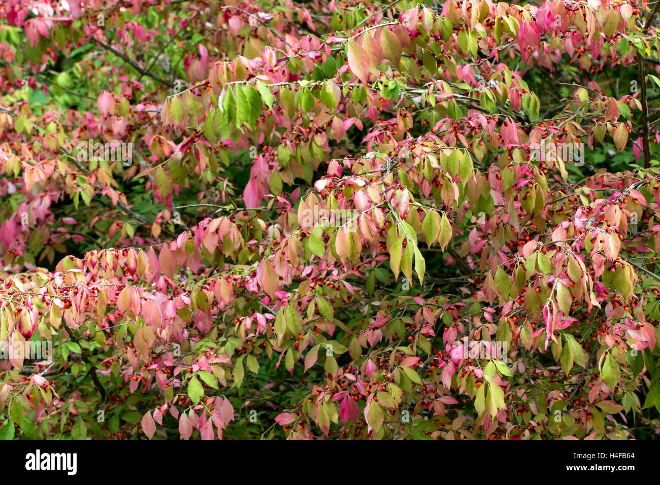 Background autumn image with pink and green leaves and smell red berries Stock Photo