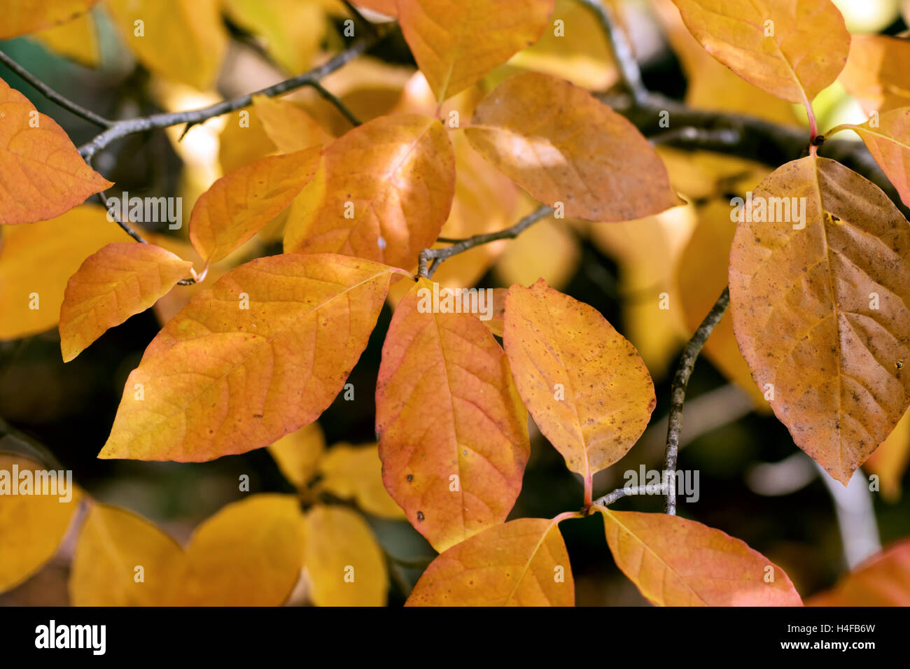 Background of golden autumnal leaves Stock Photo