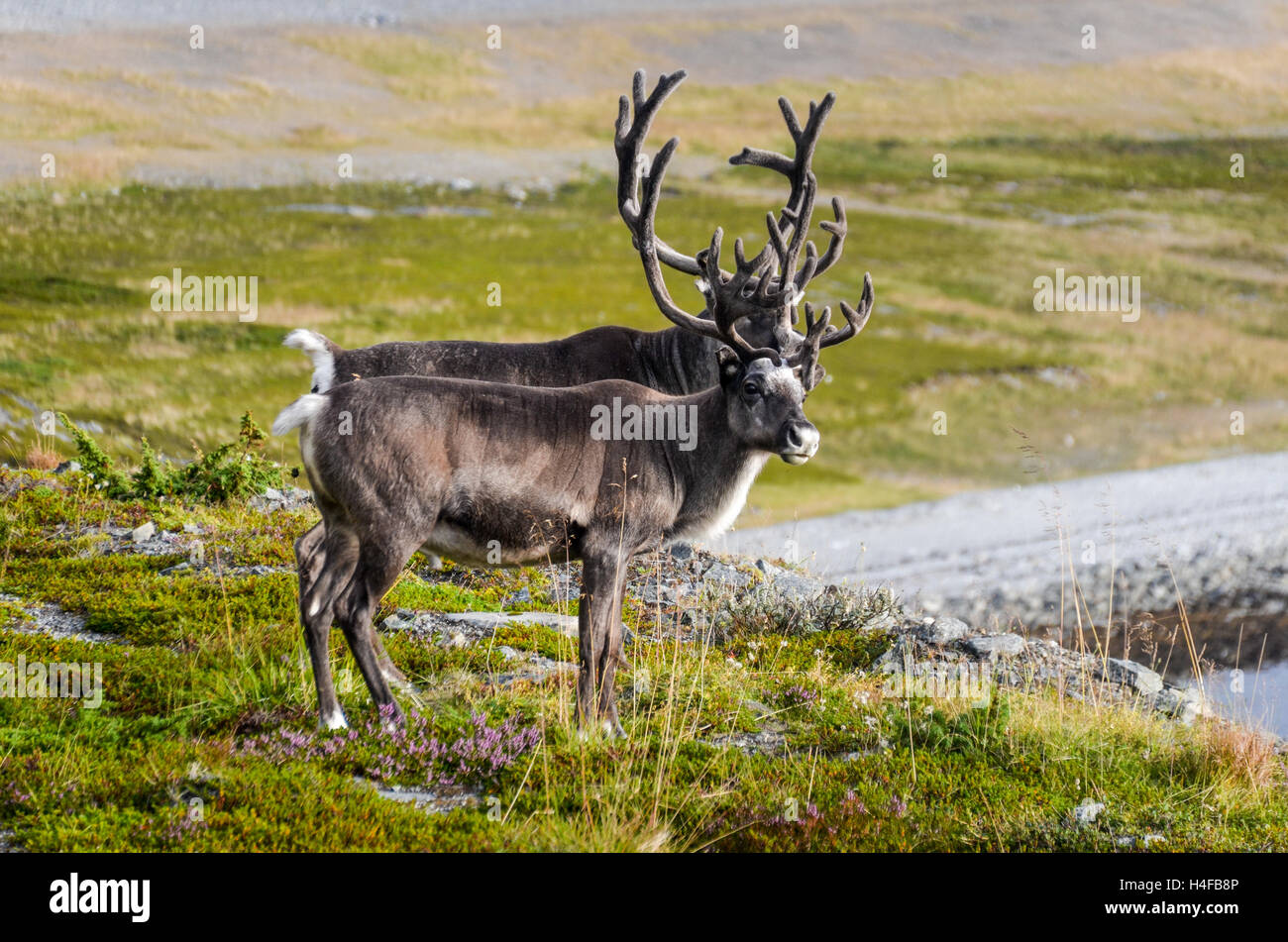 Reindeers on Kvaløya in Finnmark, Norway Stock Photo