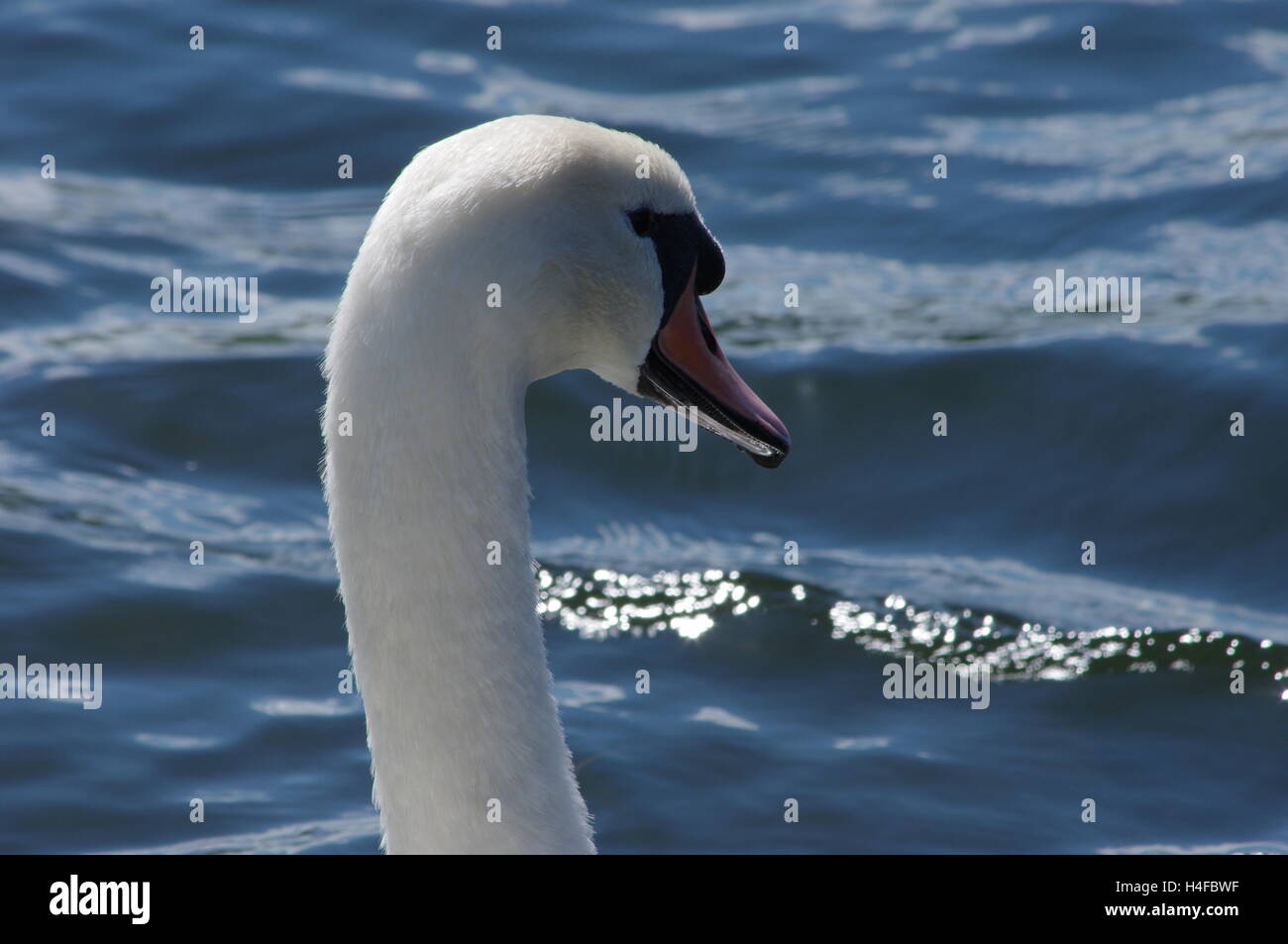Closeup of the head of a swan against a backdrop of deep blue water taken in bright sunlight. Stock Photo