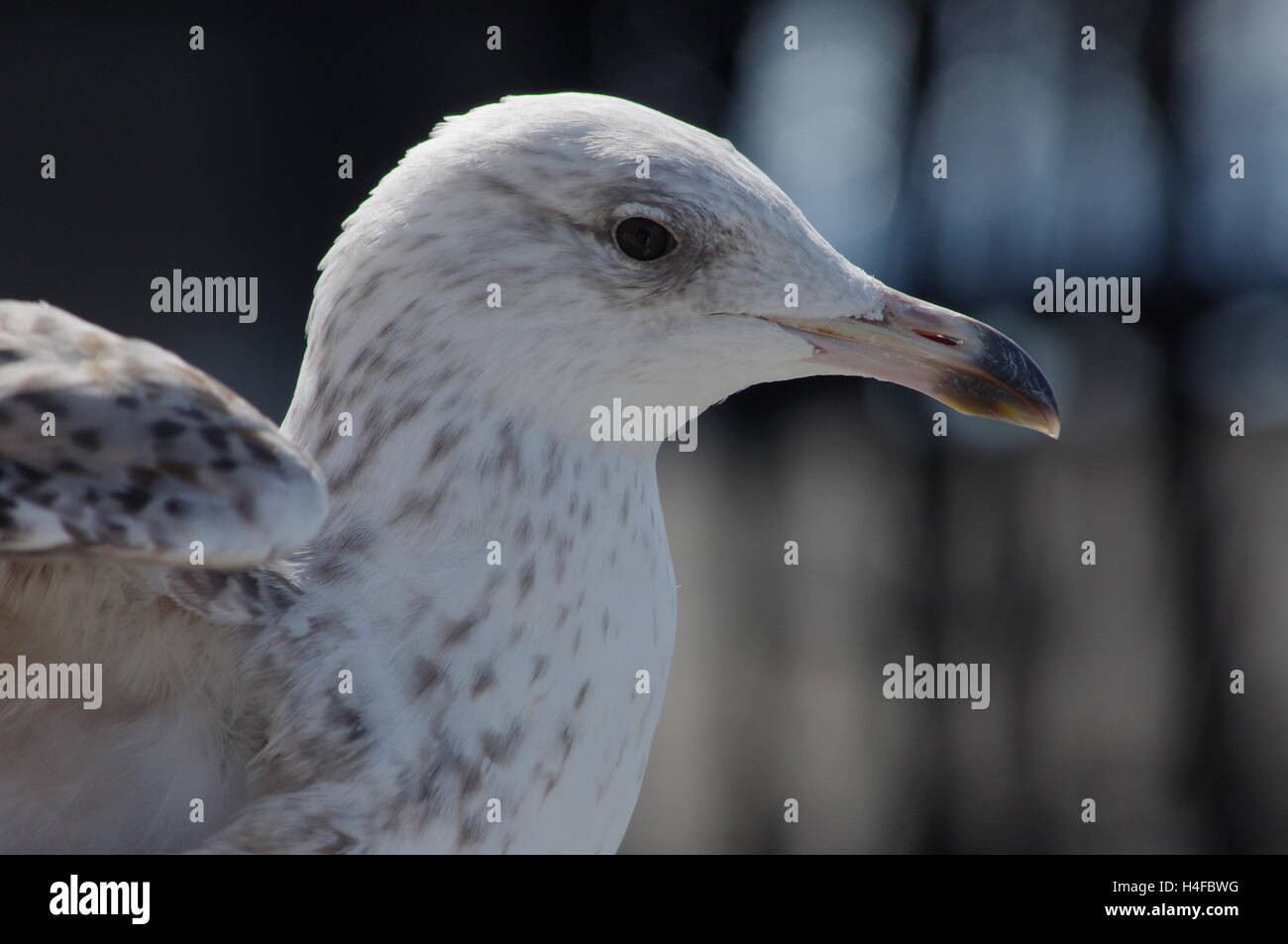Closeup of baby seagull / herring gull with soft background Stock Photo