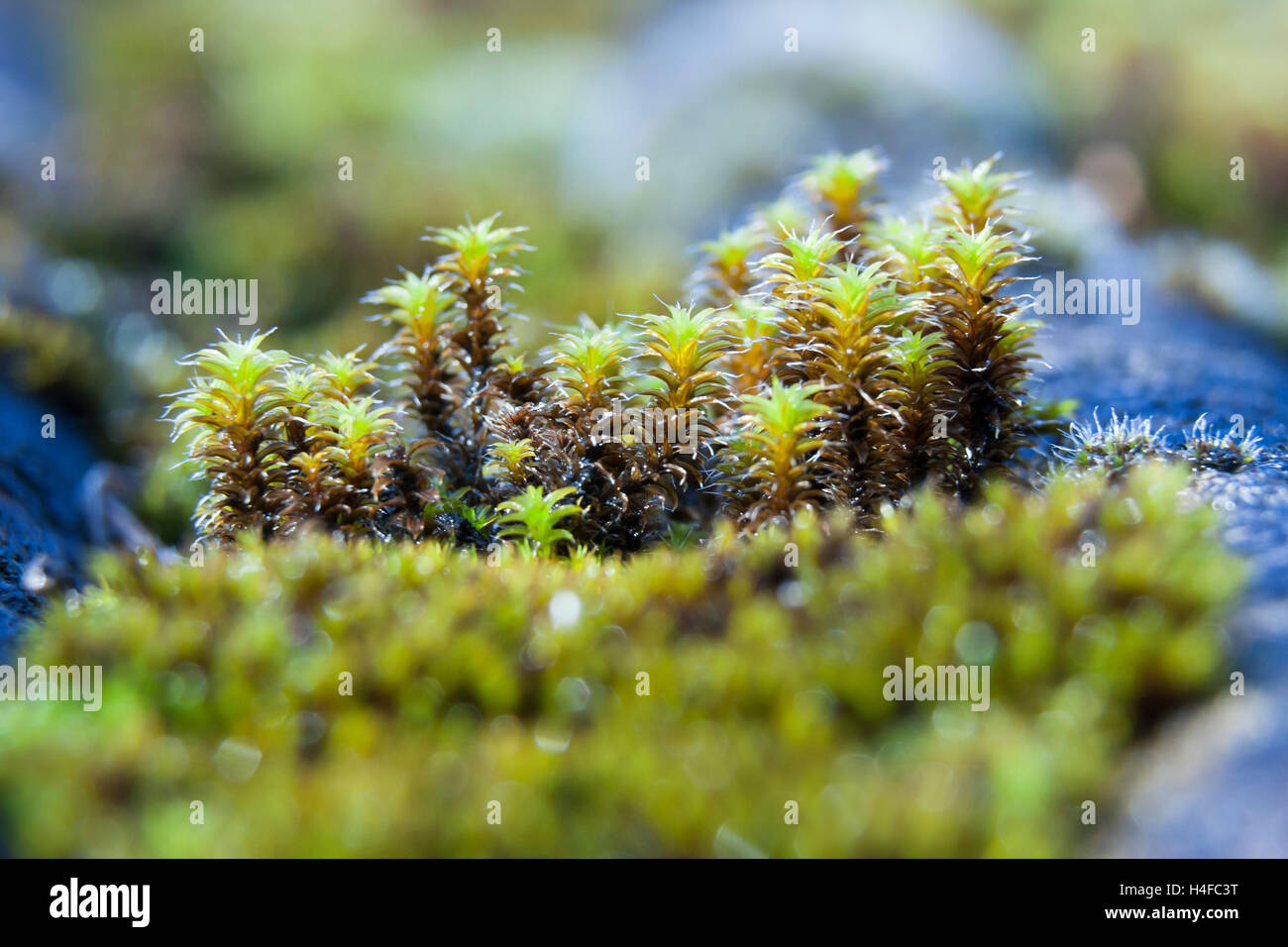 Moss frond hi-res stock photography and images - Alamy
