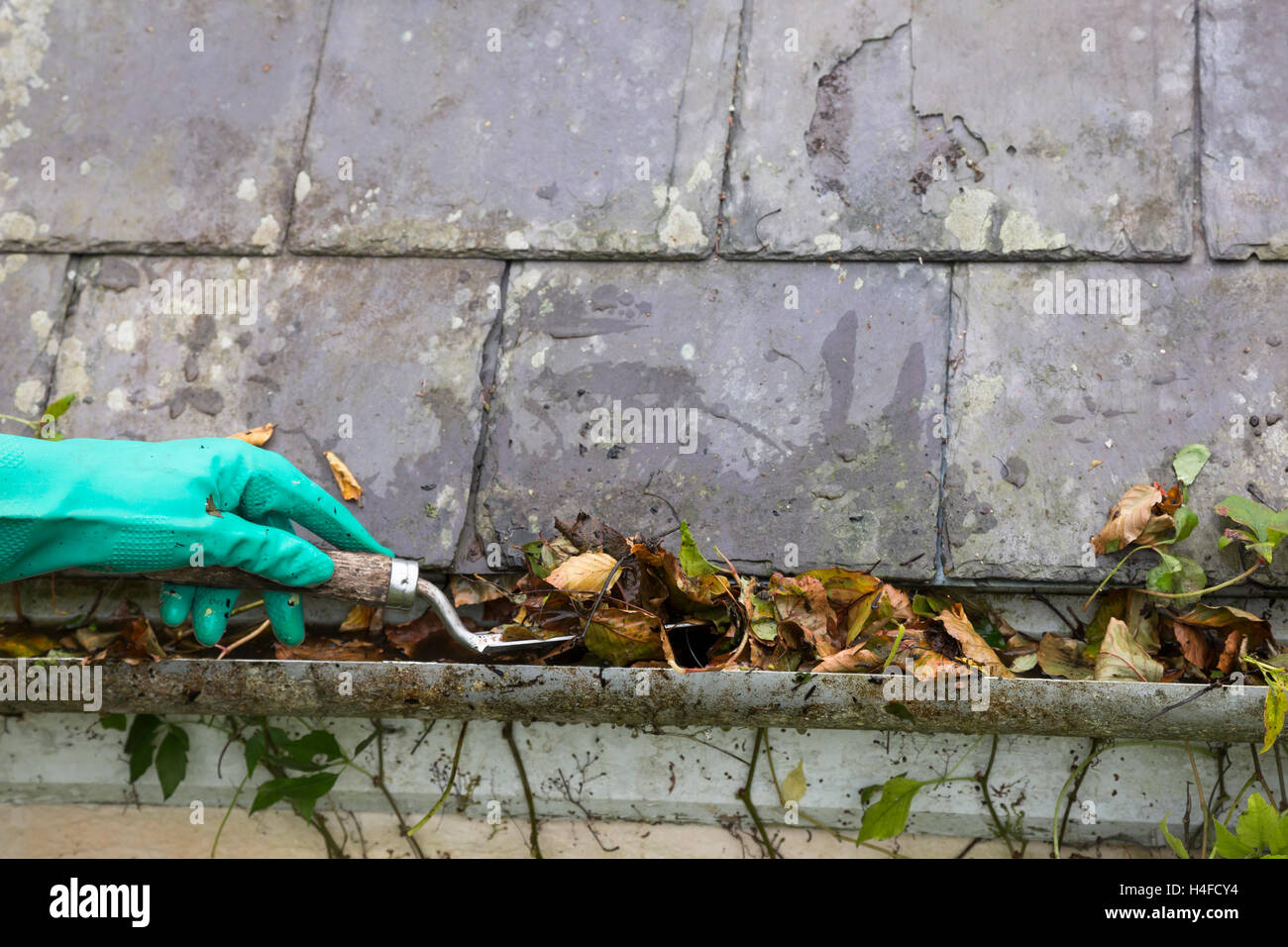 cleaning gutter blocked with autumn leaves Stock Photo