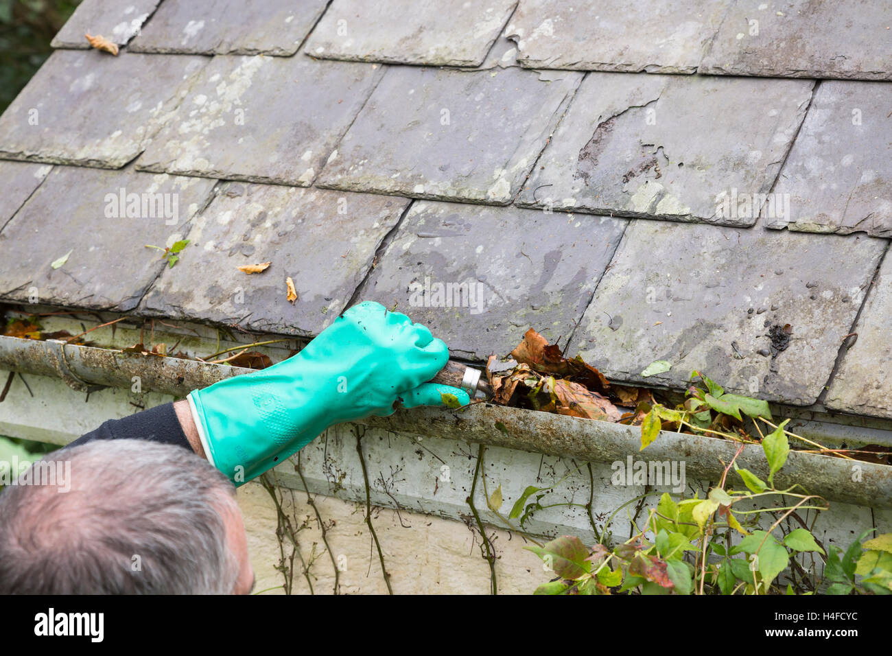 cleaning gutter blocked with autumn leaves Stock Photo