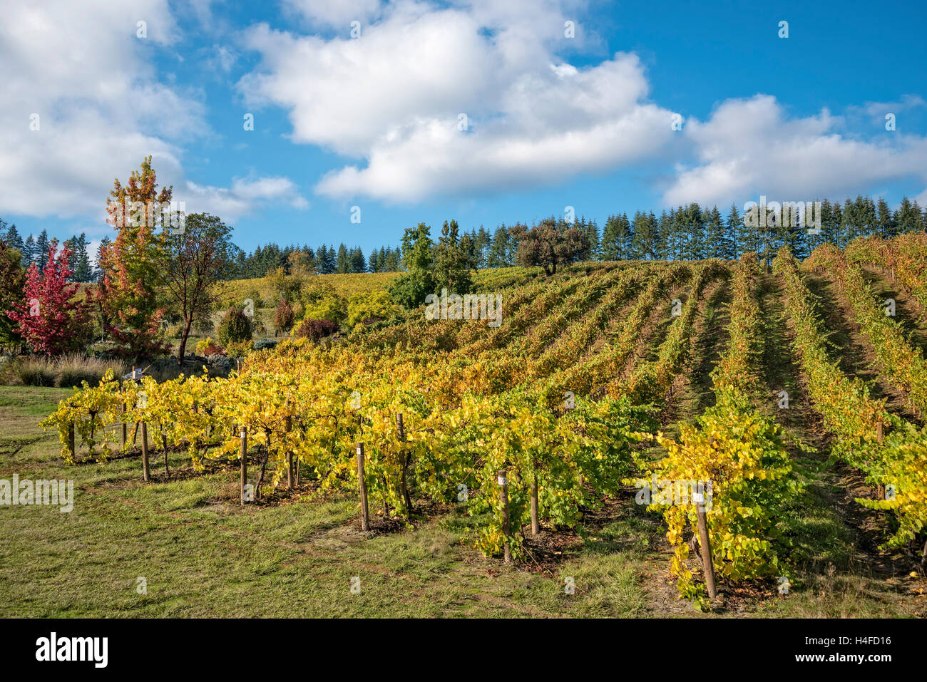 Pfeiffer Winery vineyards; Willamette Valley, Oregon. Stock Photo
