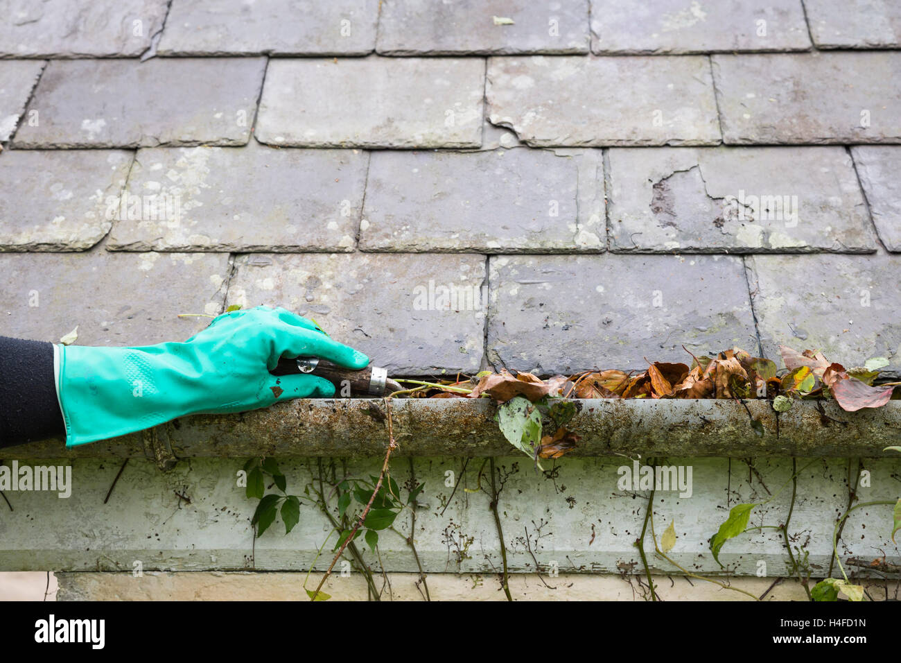 cleaning gutter blocked with autumn leaves Stock Photo