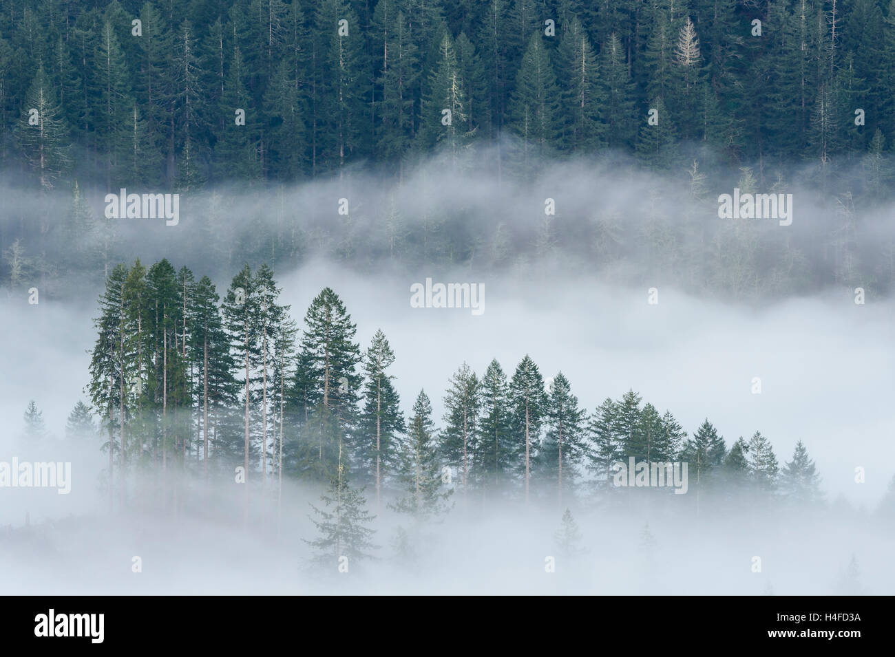 Fog and fir trees, Elliott State Forest, Coast Range Mountains, Oregon. Stock Photo