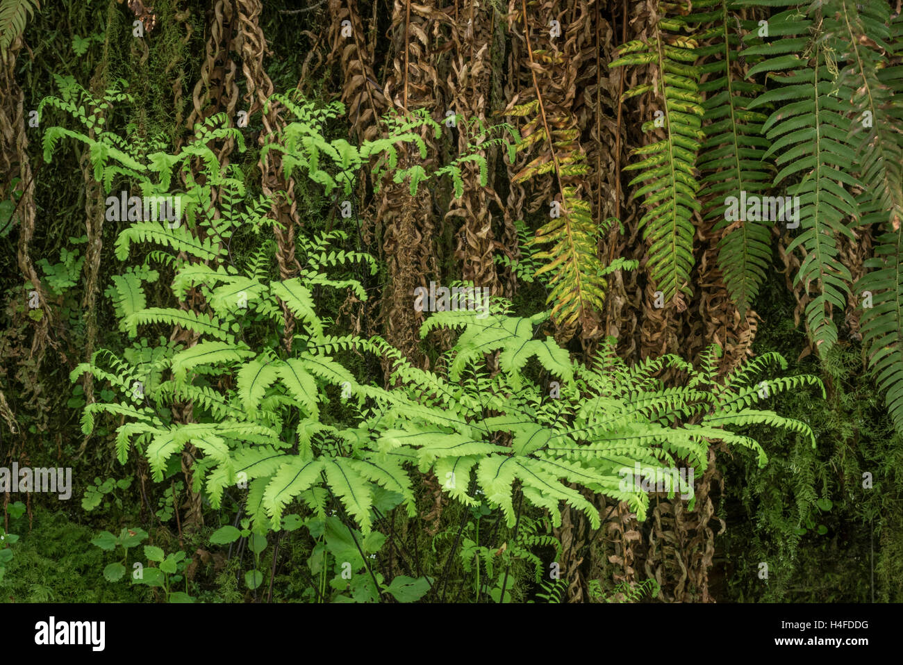 Maidenhair ferns and sword ferns, Elliott State Forest, Coast Range Mountains, Oregon. Stock Photo