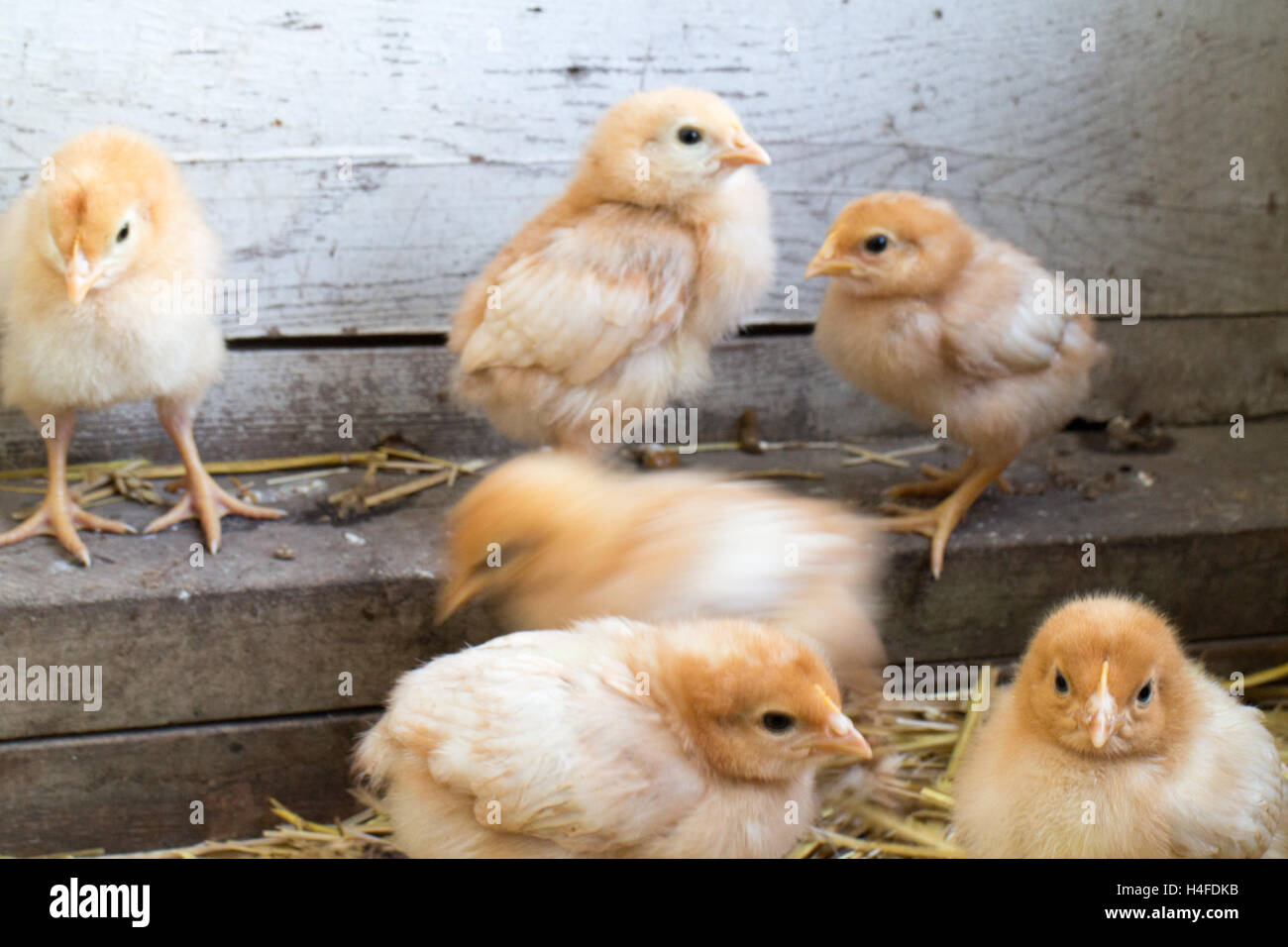 Baby chickens, chicks growing up fast, little fluff balls, farm