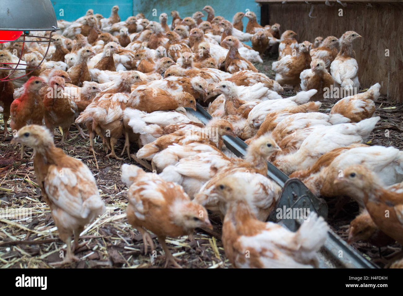 Baby chickens hires stock photography and images Alamy