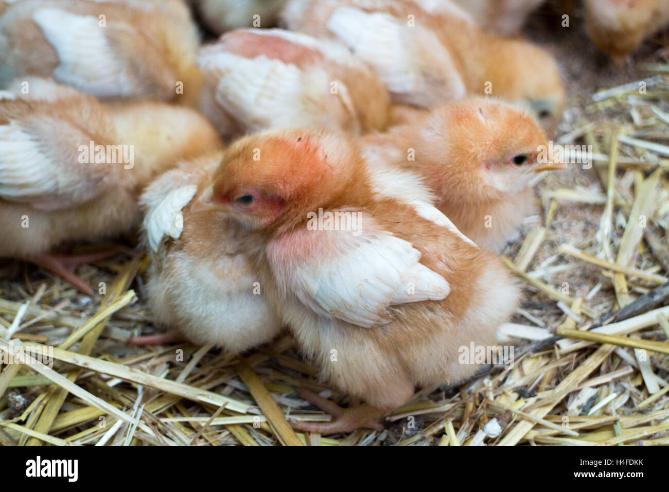 Baby chickens, chicks growing up fast, little fluff balls, farm inspired Stock Photo