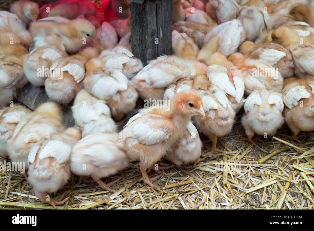 Baby chickens chicks growing up fast little fluff balls farm