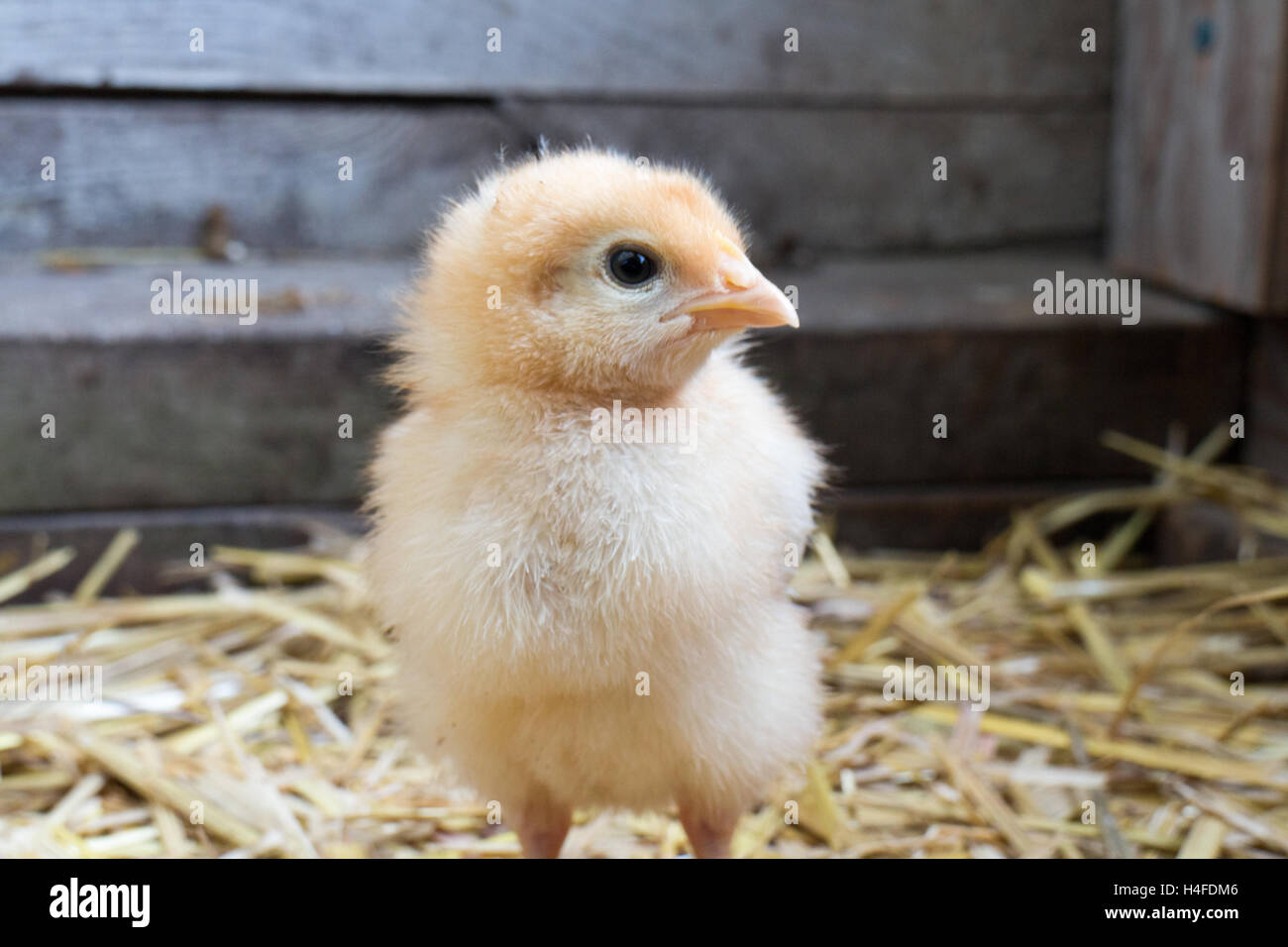 Baby chickens, chicks growing up fast, little fluff balls, farm