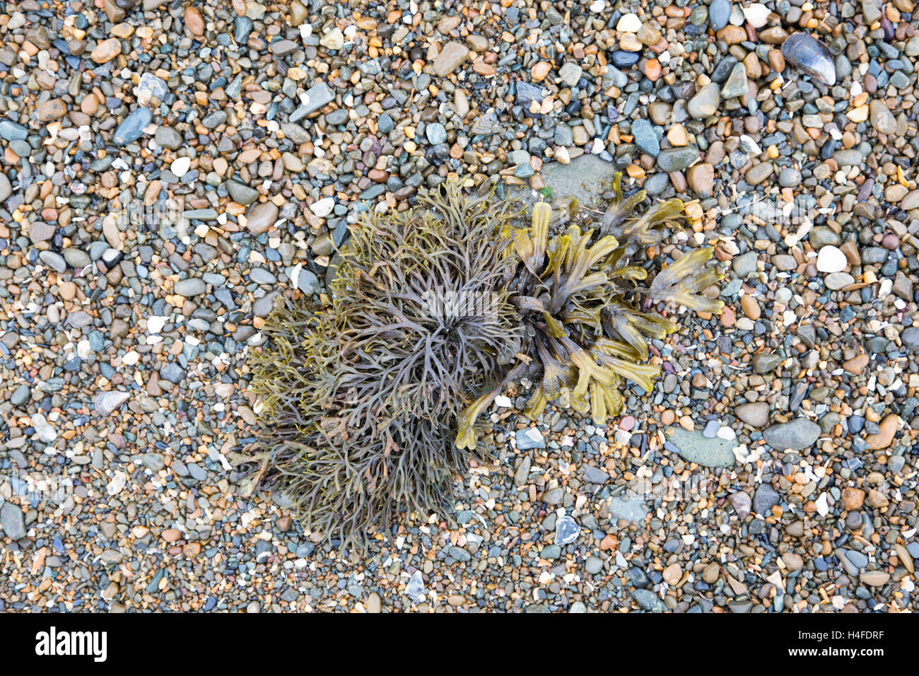 Seaweed on a shingle beach, Britain, UK Stock Photo