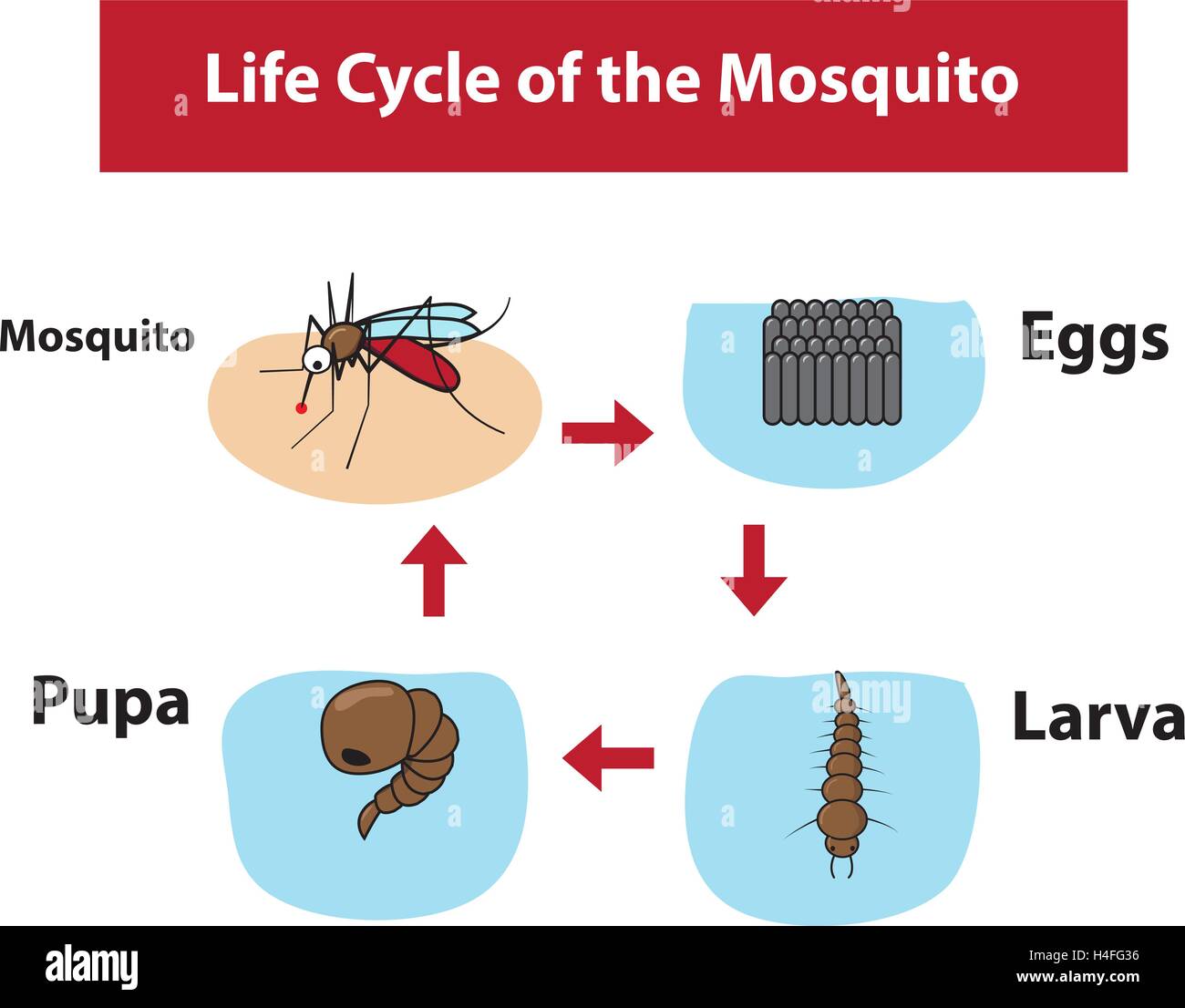 Life Cycle of the Mosquito in color flat style, vector Stock Vector