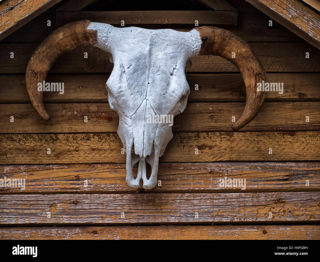 Cow bone hi-res stock photography and images - Alamy