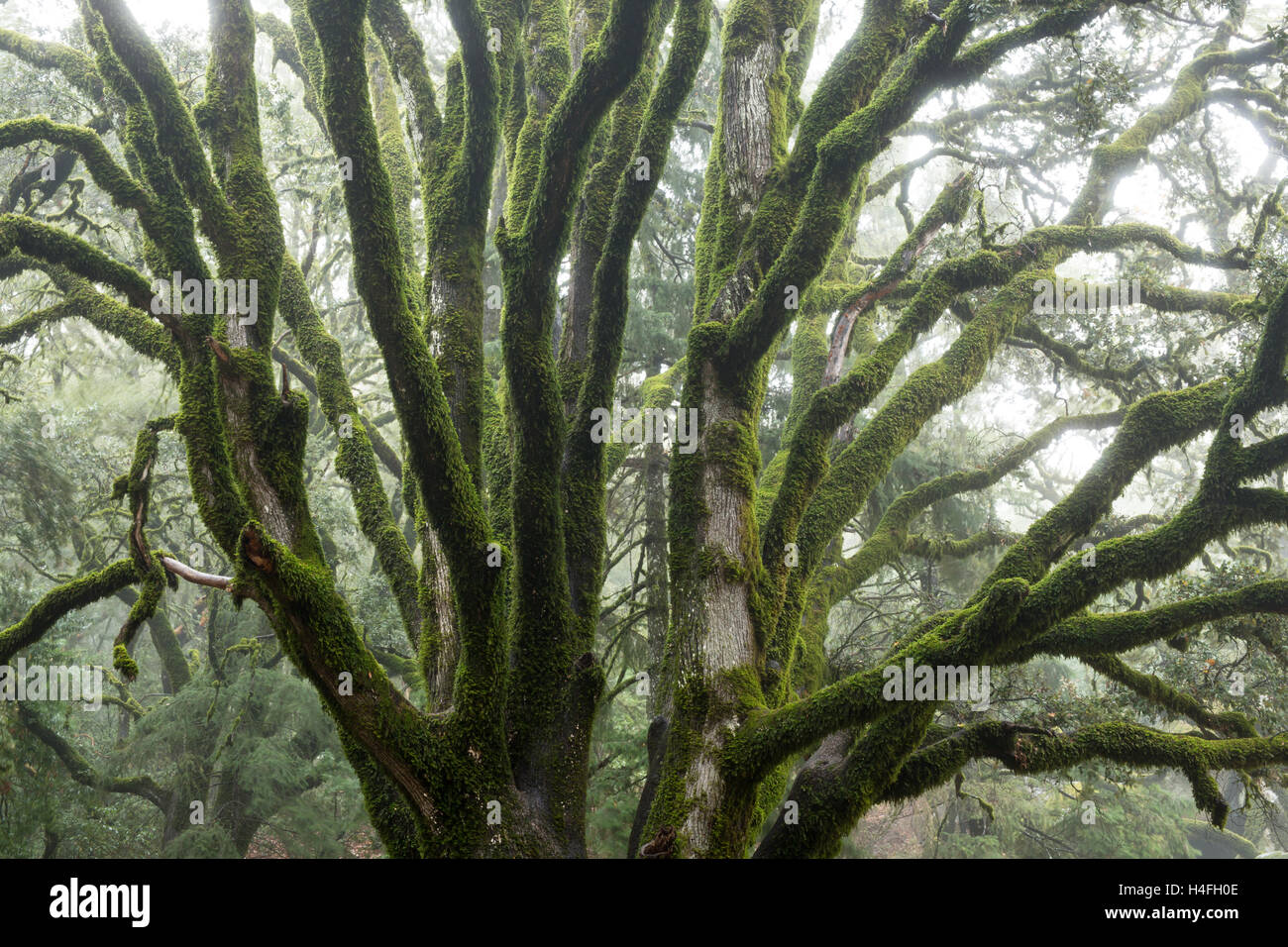 Pacific madrone tree hi-res stock photography and images - Alamy