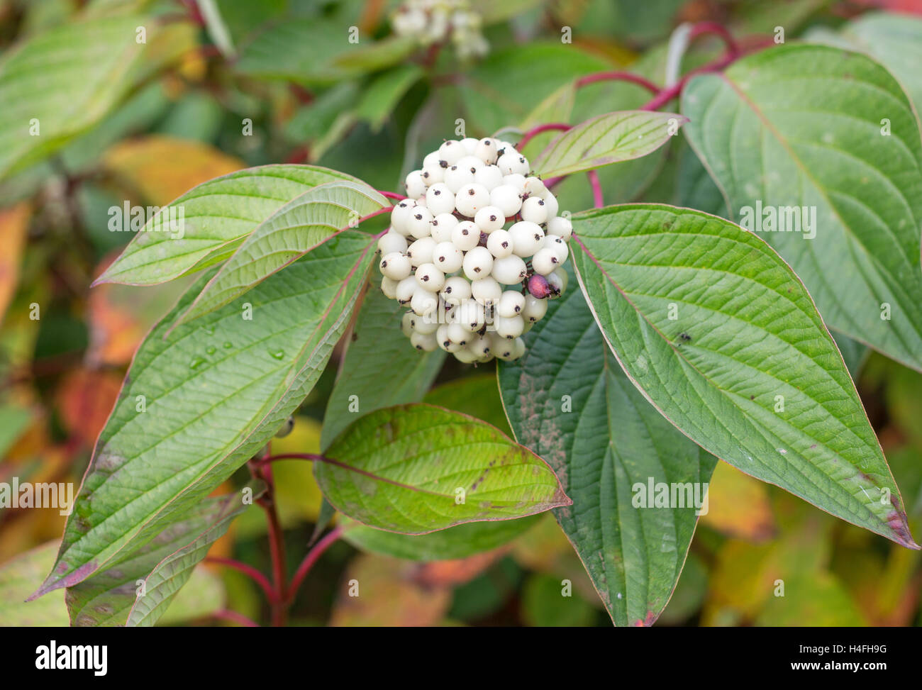 Berries of Redtwig Dogwood, Red Osier Dogwood, Cornus stolonifera, Washington, Tyne and Wear, England, UK Stock Photo