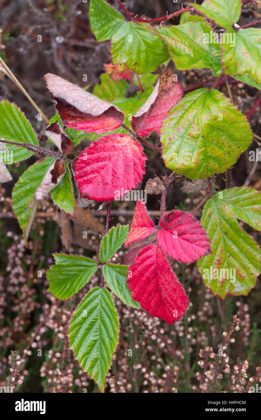 Colorful (colourful) autumnal bramble leaves with ling heather in background Stock Photo