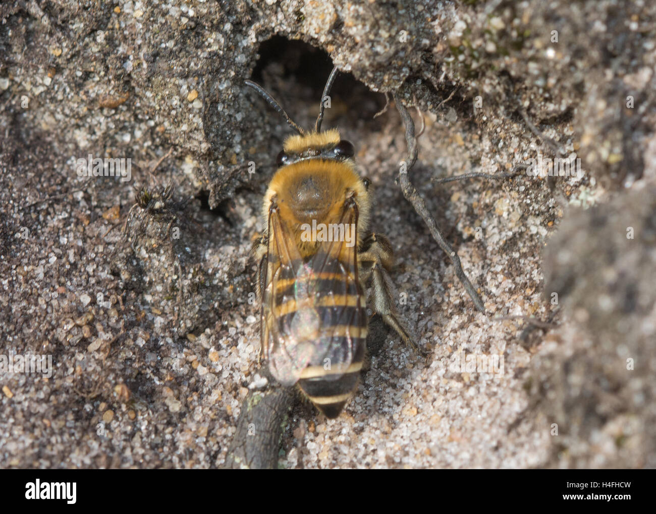 Yellow-legged mining bee (Andrena flavipes) and burrow in sand bank in Surrey heathland site in England Stock Photo