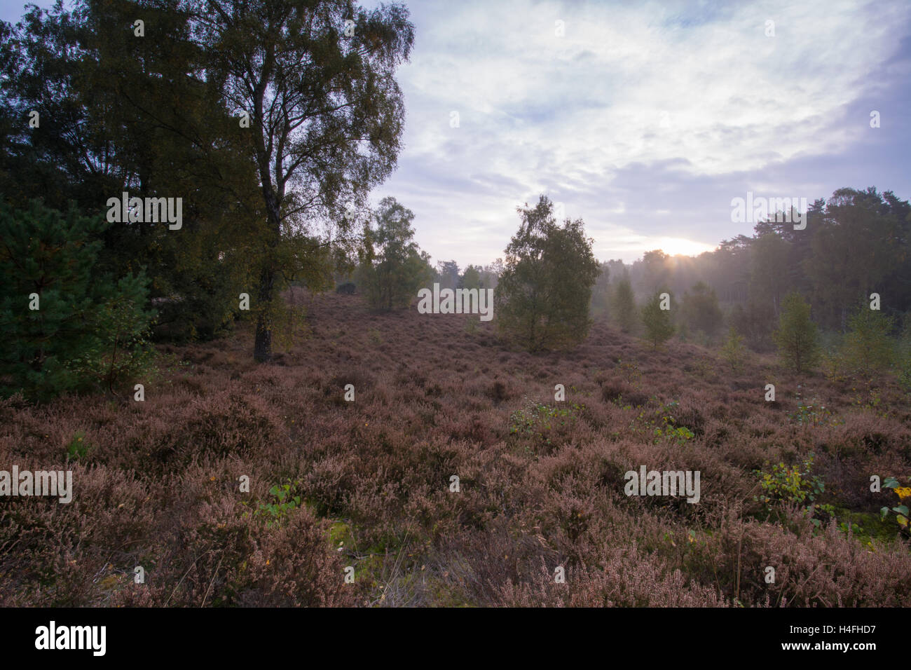 Blackheath Common in Surrey, UK Stock Photo Alamy