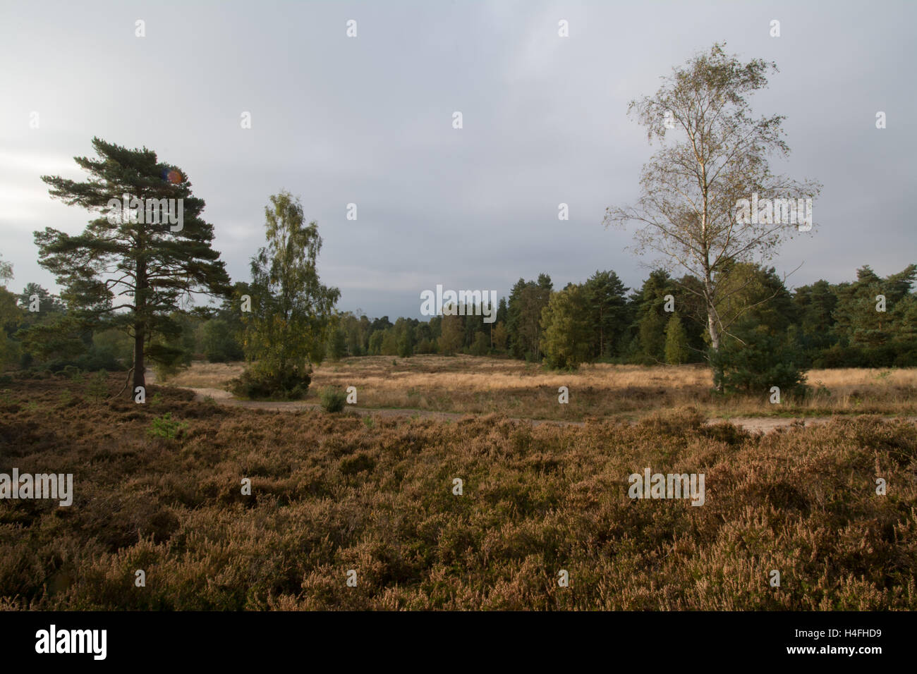 Blackheath Common in Surrey, UK Stock Photo Alamy