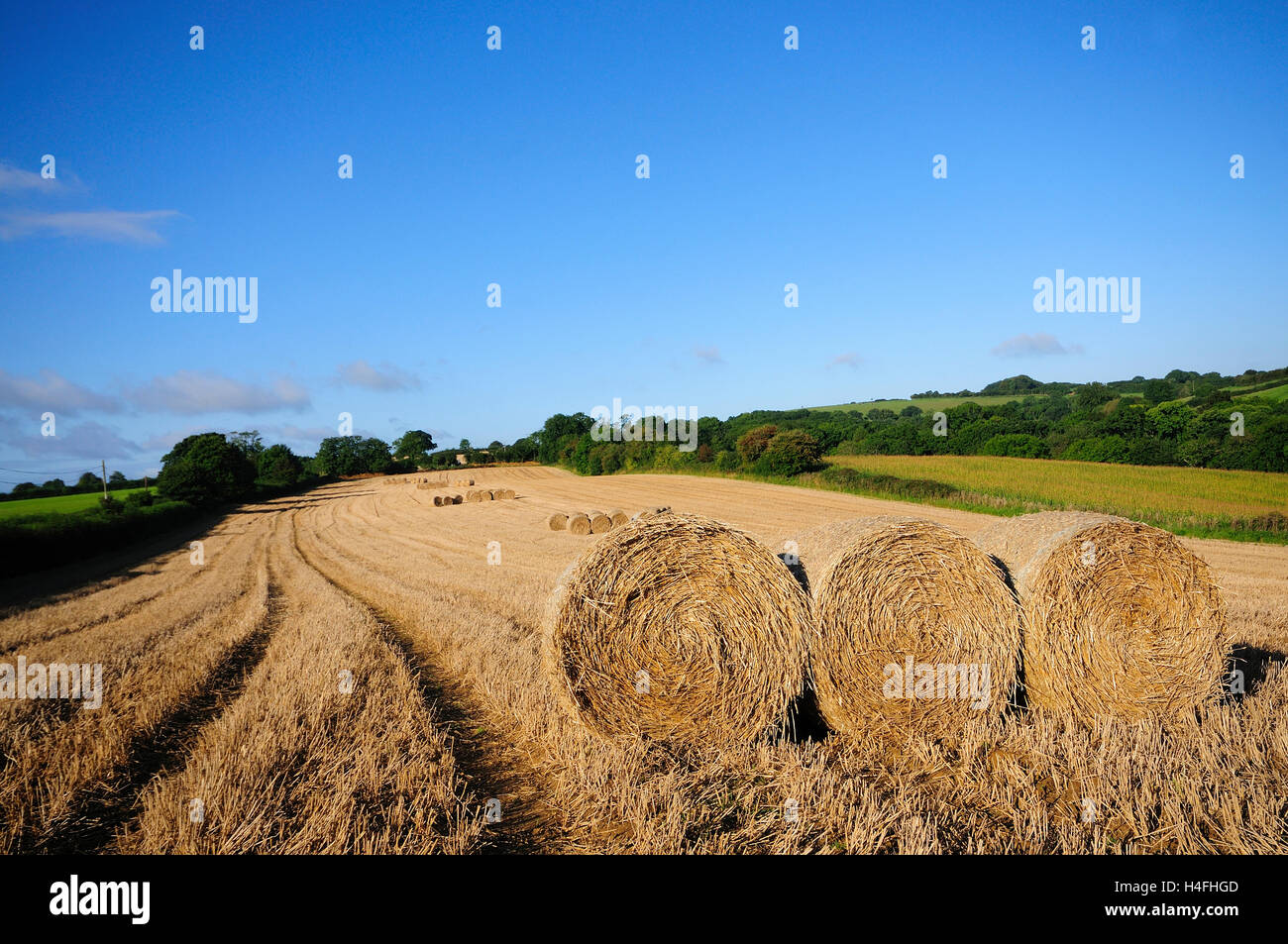 Round straw bales in corn field at harvest time Stock Photo