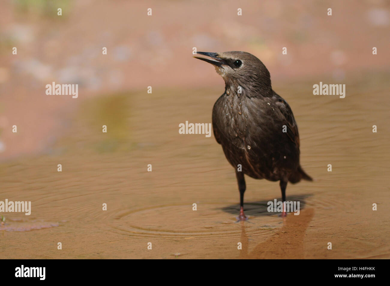 Juvenile starling drinking from puddle Stock Photo