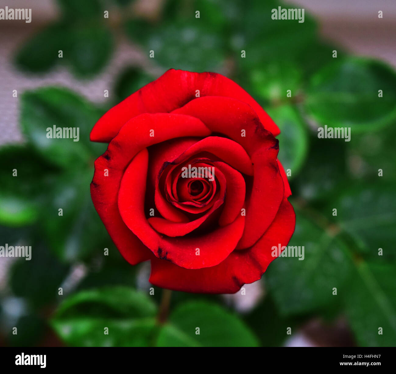 Rose red hi-res stock photography and images - Alamy