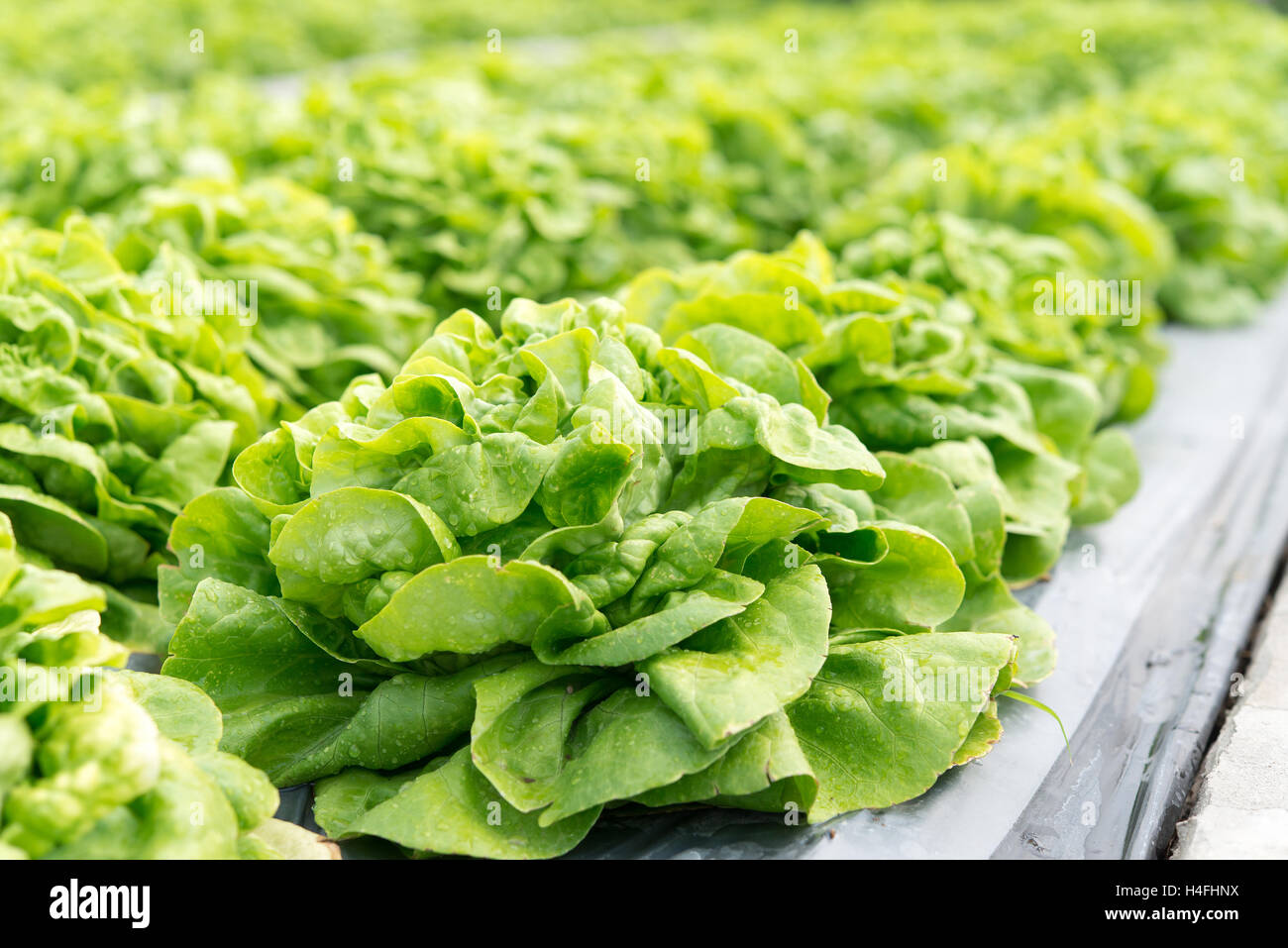 Butterhead Lettuce salad plant, hydroponic vegetable leaves Stock Photo ...