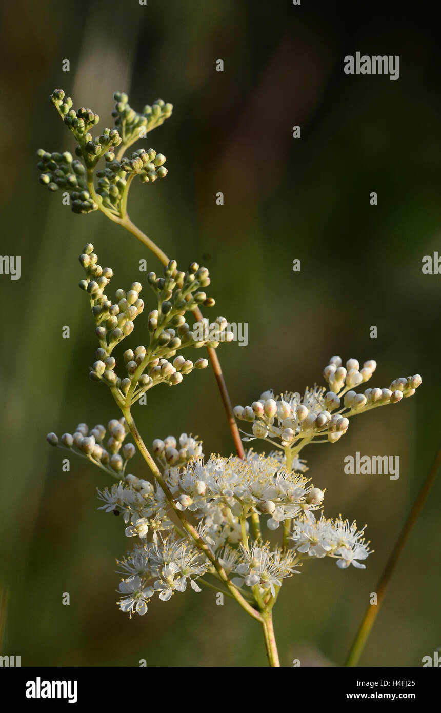 Meadowsweet wild flower in portrait format UK Stock Photo