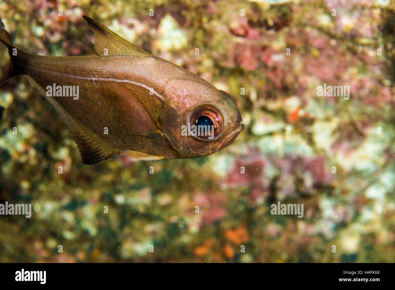 Sweeper (Pempheris japonica Döderlein, 1884) swimming in a small ...