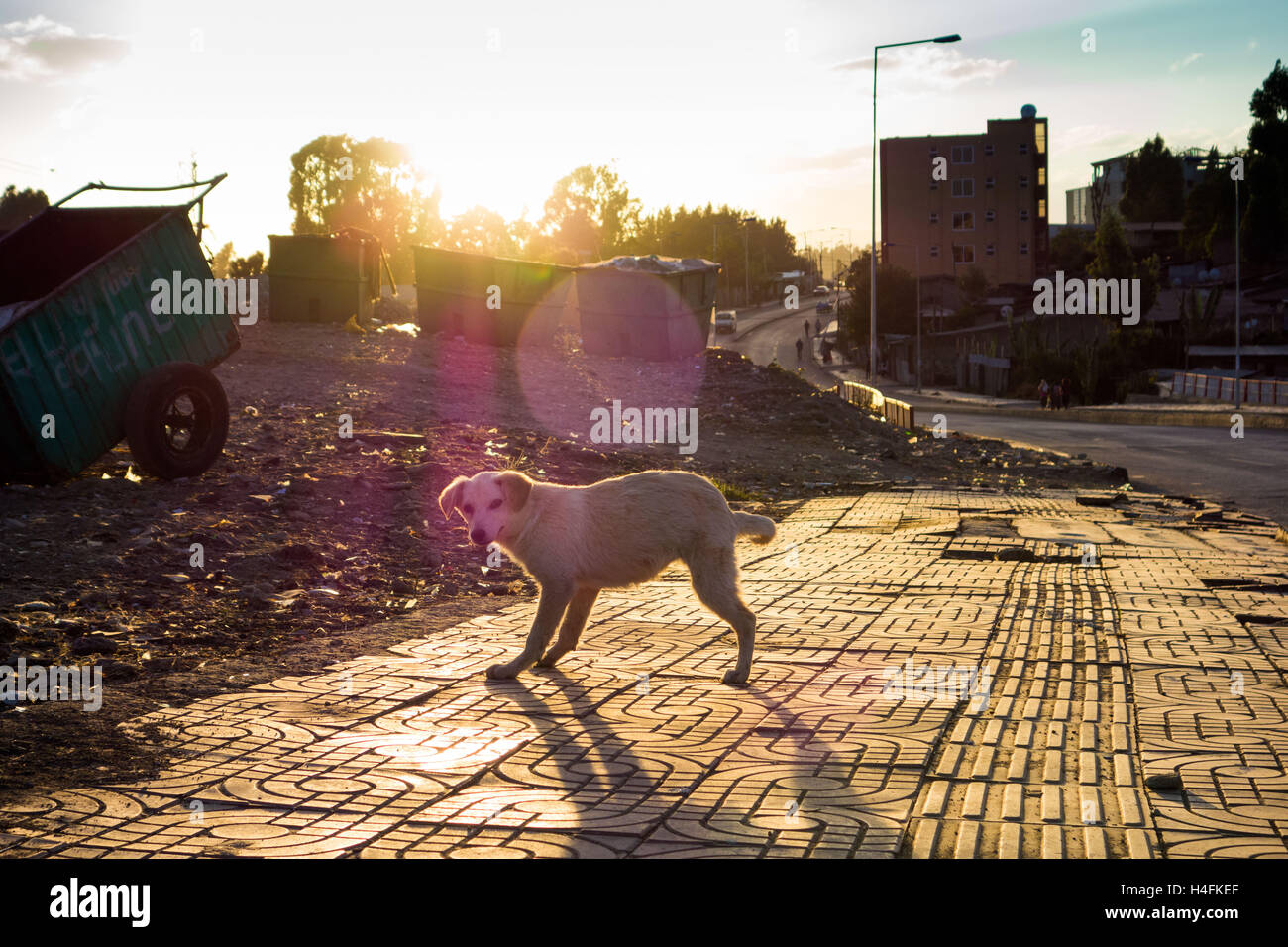 a stray dog in Addis Ababa, Ethiopia Stock Photo