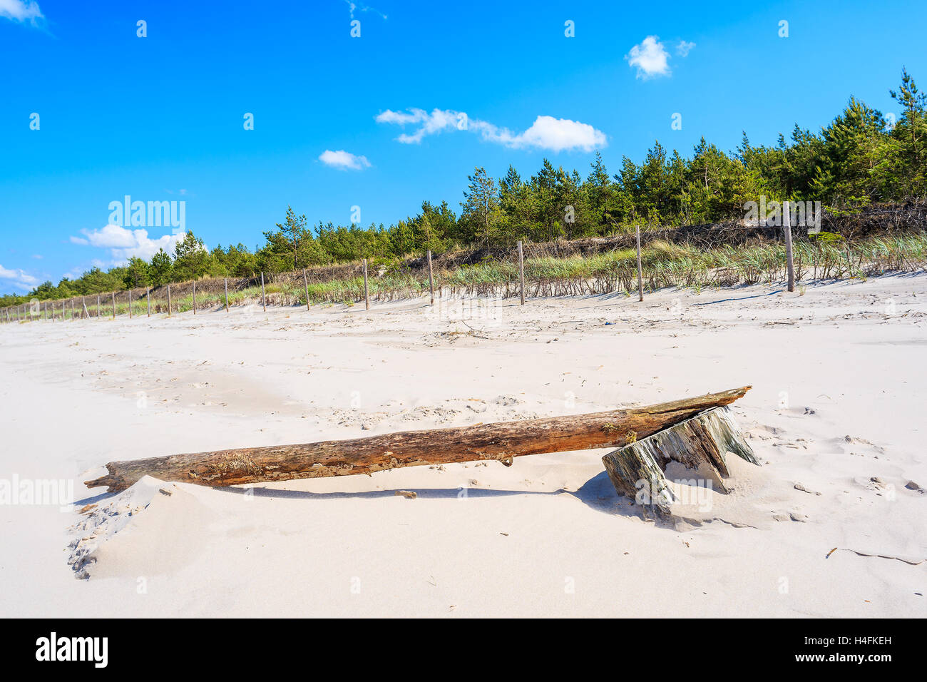 Dry tree trunk on sand at Debki beach, Baltic Sea, Poland Stock Photo