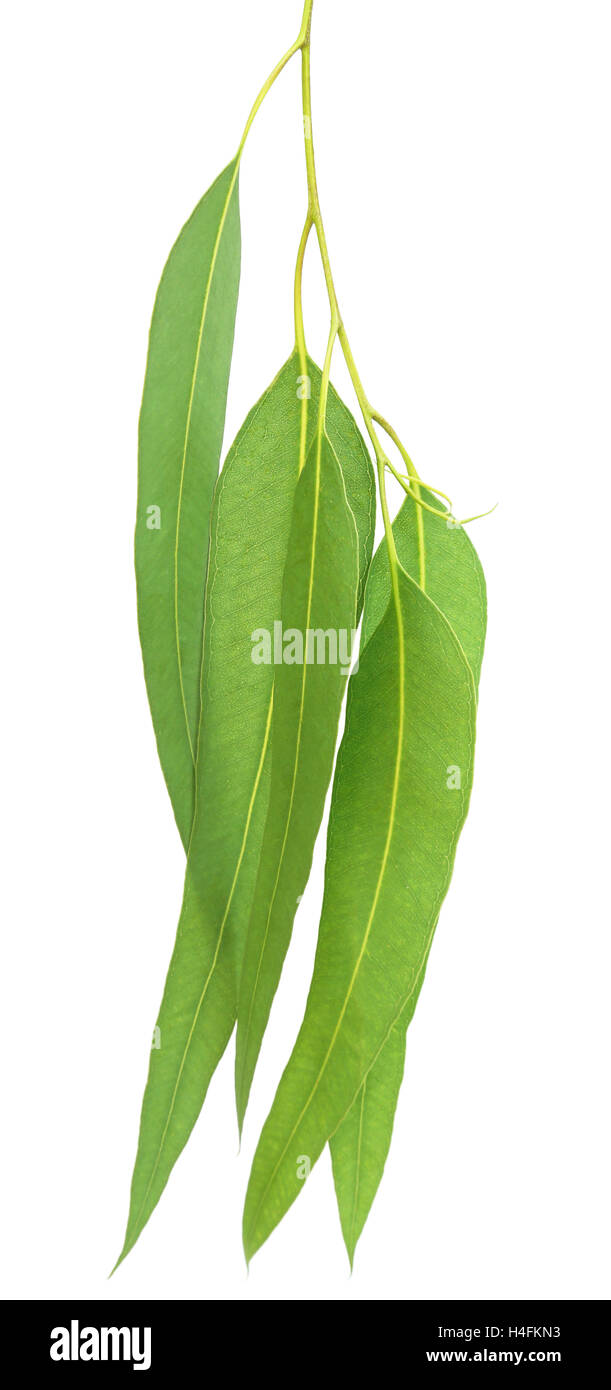 Eucalyptus leaves over white background Stock Photo