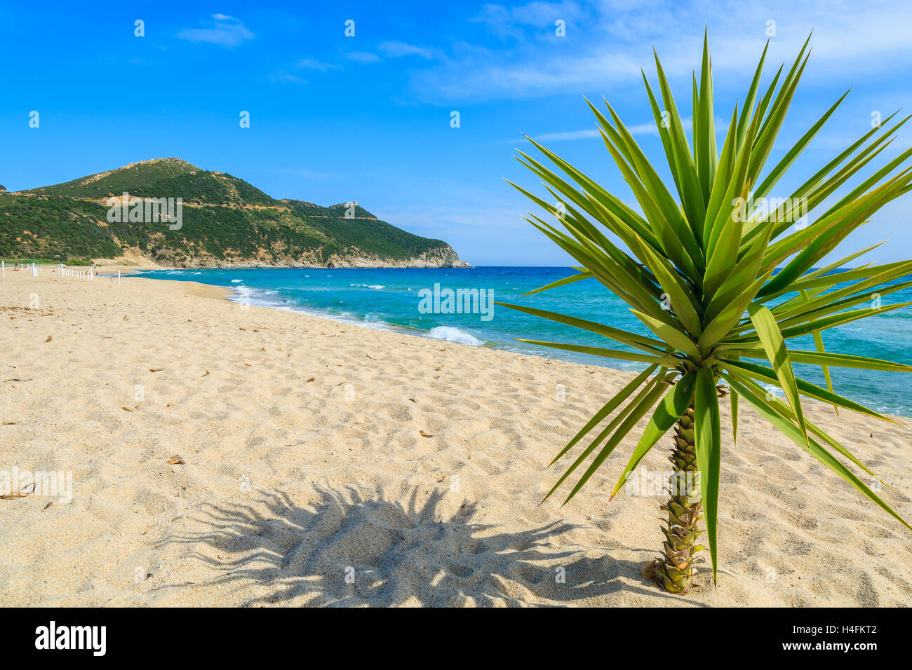 Small green palm tree on sand and view of blue sea, Capo Boi beach