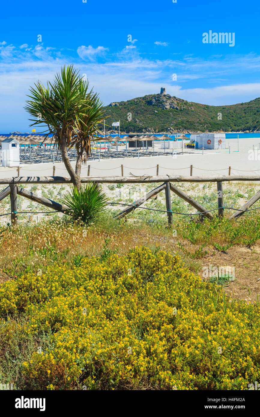 Palm trees and flowers on Porto Giunco beach, Sardinia island, Italy Stock Photo