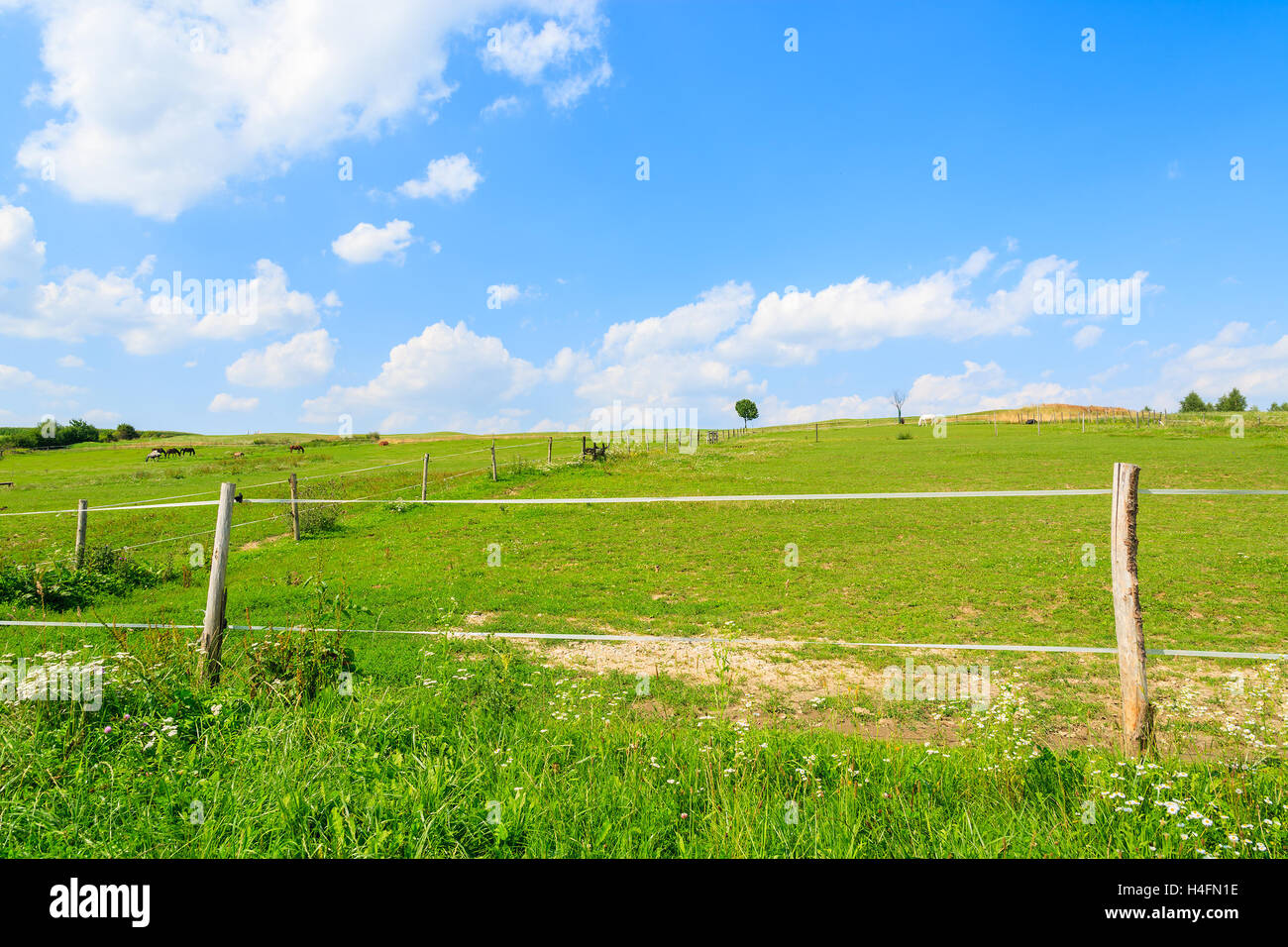 Fence on a green pasture for horses in summer landscape of Poland Stock Photo